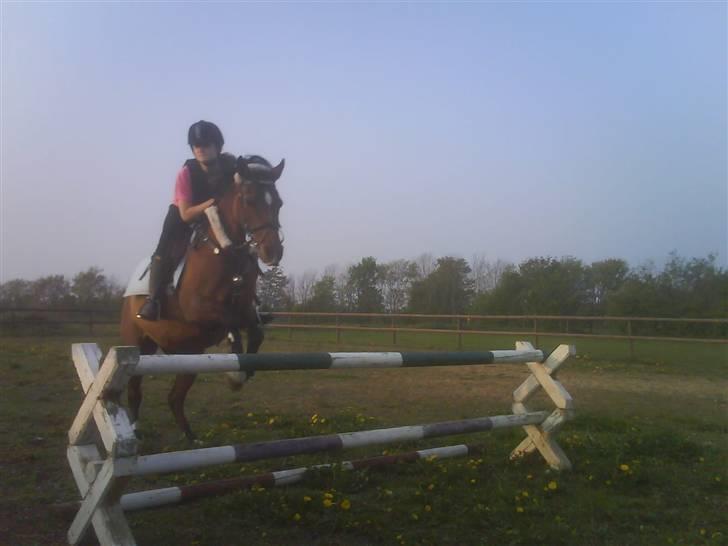 Arabisk fuldblod (OX) Fadjane  SOLGT - 7) spring hjemme hos Ane billede 7