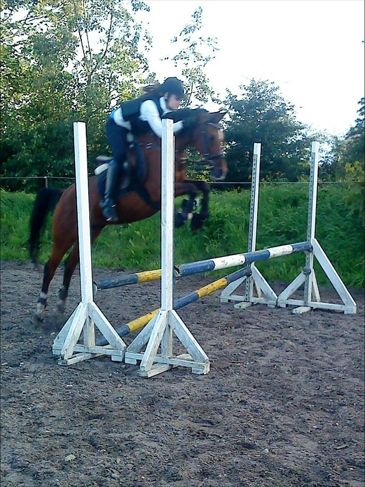 Arabisk fuldblod (OX) Fadjane  SOLGT -  8) træning billede 8