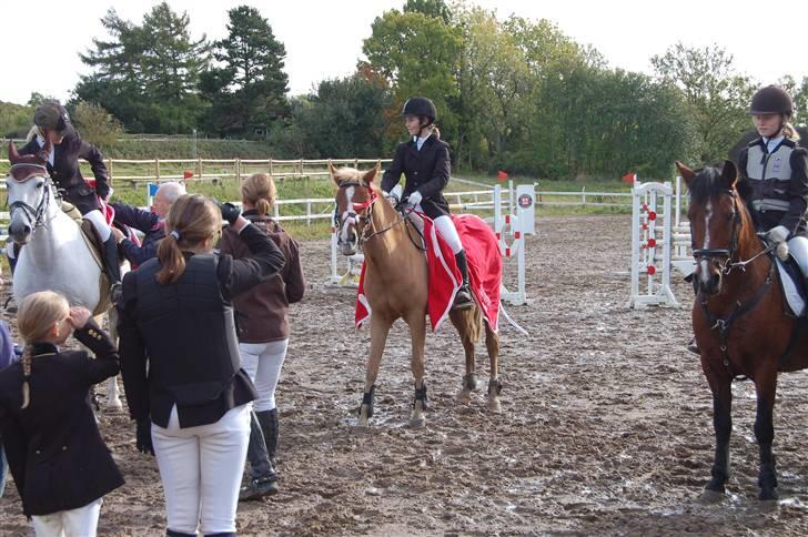 New Forest Danish Dynamit (Kalle)  - Klubmester. Super dygtig pony (: billede 7