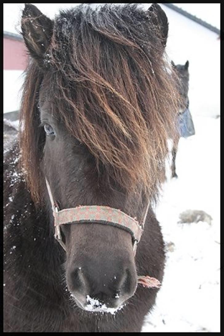 Islænder Kriki Fra Grøfte(Solgt) - IceBoy *foto:mig* billede 3