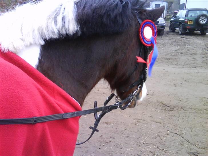 Anden særlig race Stormy | SOLGT | - Dygtig pony <3 billede 2