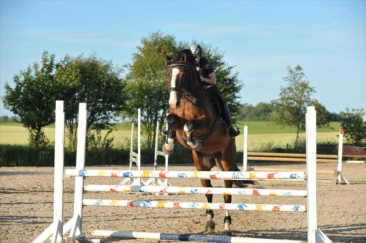 Dansk Varmblod Corazon - Foto: Dean Jacobs - www.travel4life.org billede 19