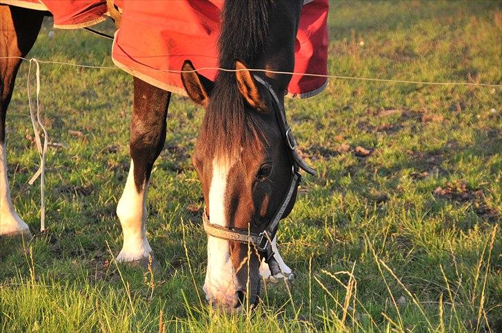 Dansk Varmblod Corazon - I solnedgang. Uviden om dagen i morgen. - den sidste dag sammen <3 billede 20