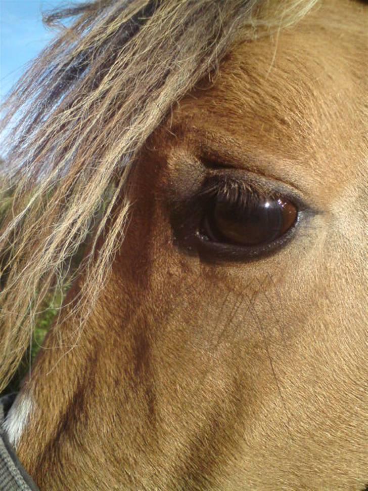 Anden særlig race Charming - "It's amazing how you can speak right to my heart, without saying a word you can light up the dark" <3 billede 1