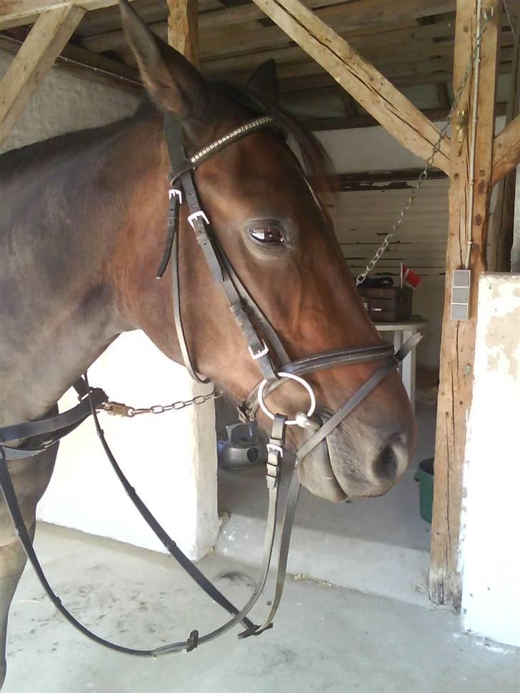 Traver Vanderbilt *helpart* - .rense hove, og jeg er træt /; billede 1