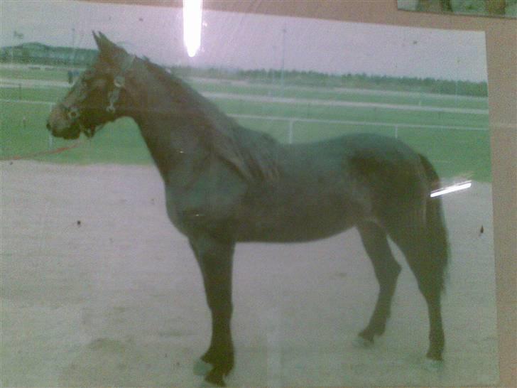 Traver Vanderbilt *helpart* - .dengang jeg var ude på travbanen, i mine "unge" dage i; billede 2