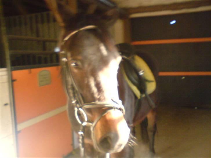 Traver Vanderbilt *helpart* - .fine vanders (; med udstyr efter en god tur (; billede 4