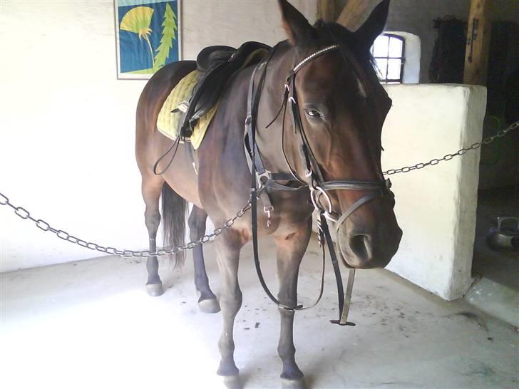 Traver Vanderbilt *helpart* - *NYT* kom så, dovne.. nu vender vi xD billede 5