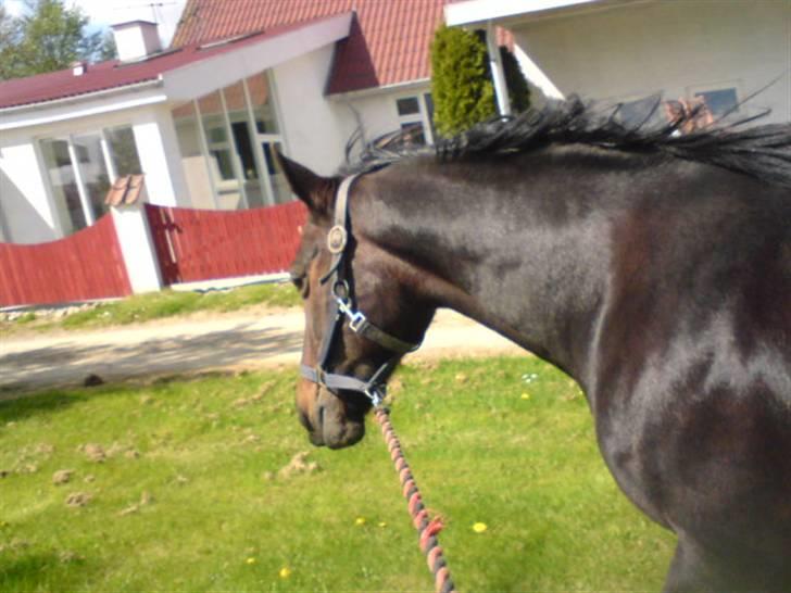 Traver Vanderbilt *helpart* - den 9 maj 09! - var lige omme og æde græs foran huset (; billede 6