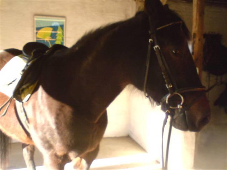 Traver Vanderbilt *helpart* - .x) billede 7