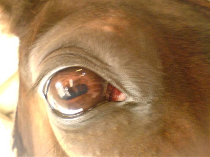 Traver Vanderbilt *helpart* - .øjestenen i: billede 11