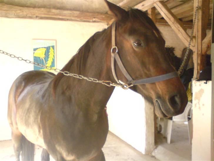 Traver Vanderbilt *helpart* - den 9 maj 09! - er lige blevet vasket (;  billede 12