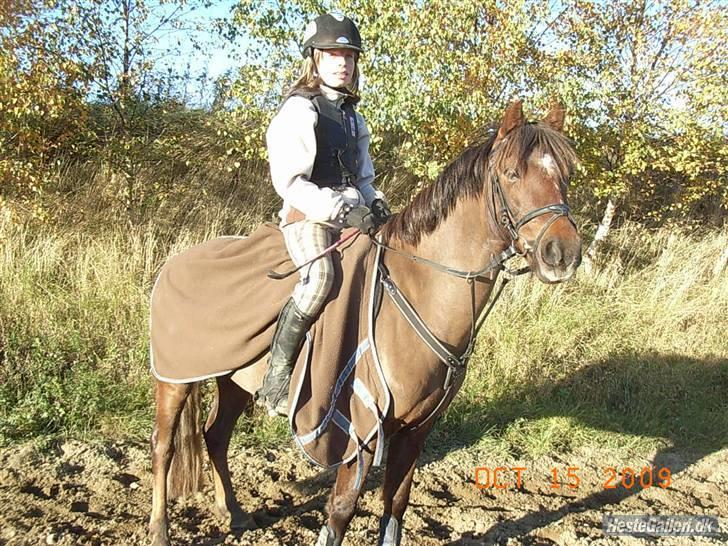 Welsh Pony af Cob-type (sec C) Jackson |SOLGT:'(| - Du får mig til at føle noget, ingen andre kan få mig til :b billede 2