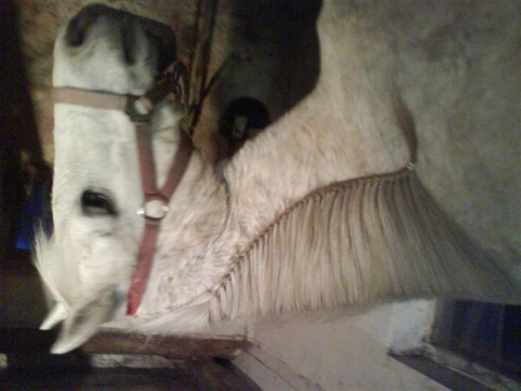 {{currentPhoto.altText}} billede {{currentPhoto.number}}