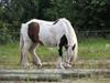Irish Cob VM Treasa/Trio - Død :-(