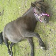 Anden særlig race Odin