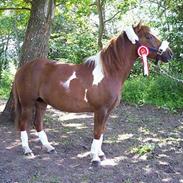 Anden særlig race emma | 