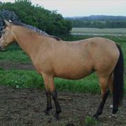 Palomino Miss Alba