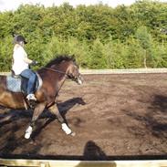 New Forest Nyskovens Valentin