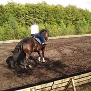 New Forest Nyskovens Valentin