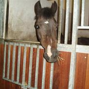 New Forest Nyskovens Valentin