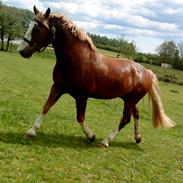 Welsh Cob (sec D) Kildegaards Cyber