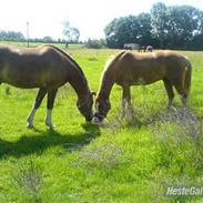 Welsh Cob (sec D) Kildegaards Cyber