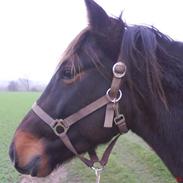 Anden særlig race Little Fight