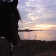 Anden særlig race Little Fight