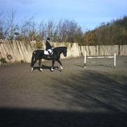 Dansk Varmblod Verona