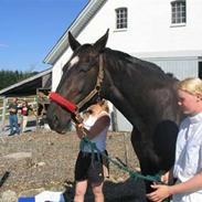 Dansk Varmblod Verona