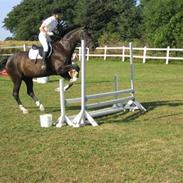 Dansk Varmblod Verona