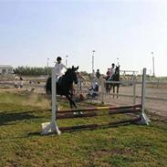 Dansk Varmblod Verona