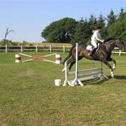 Dansk Varmblod Verona