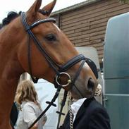 Hollandsk Varmblod Carechittie