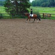 Hollandsk Varmblod Carechittie