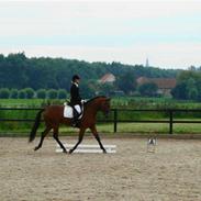 Hollandsk Varmblod Carechittie