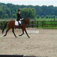 Hollandsk Varmblod Carechittie