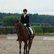 Hollandsk Varmblod Carechittie