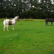 Pinto  Maggie Aflivet *R.I.P*