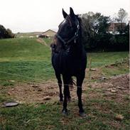 New Forest Klaus  (solgt)