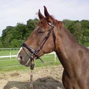 Dansk Varmblod Lopez