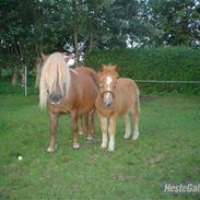 Shetlænder Hedens Tuc