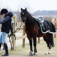 Welsh Pony (sec B) Gribsvads Tango | solgt |