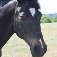 Hollandsk Sportspony Black