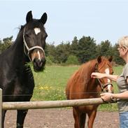 Hollandsk Sportspony Black