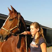 Tysk Varmblod Uriah Heep