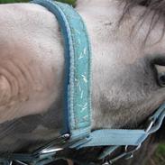 Welsh Pony af Cob-type (sec C) Amadeus