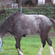 Welsh Pony af Cob-type (sec C) Amadeus
