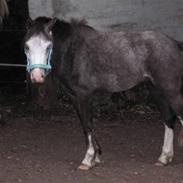 Welsh Pony af Cob-type (sec C) Amadeus